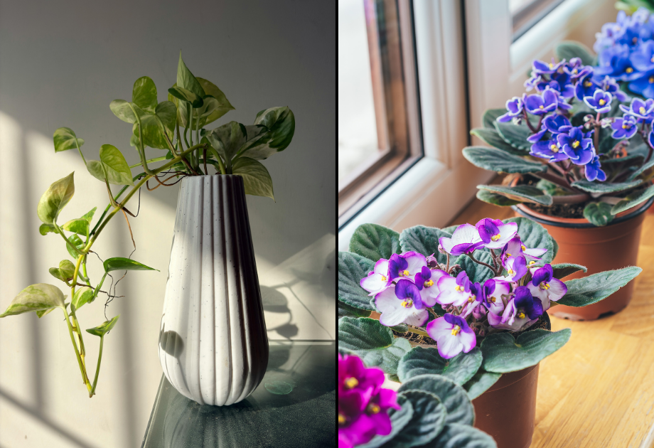 split image of a plant in a tall vase and small flowering plants